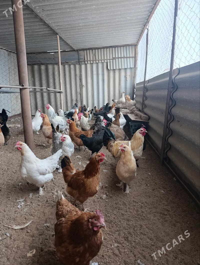 Towuk - Babadaýhan - img 1