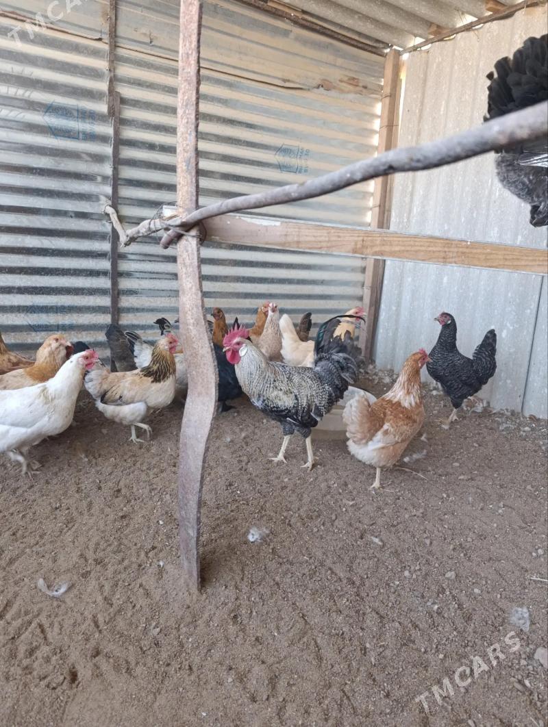 Towuk - Babadaýhan - img 4