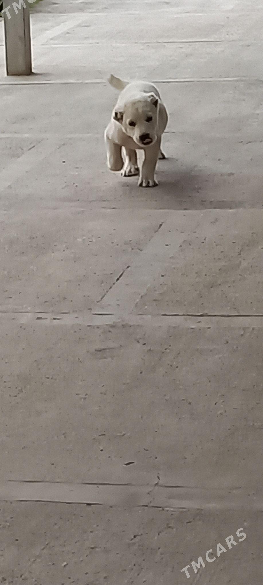 it - Кака - img 4