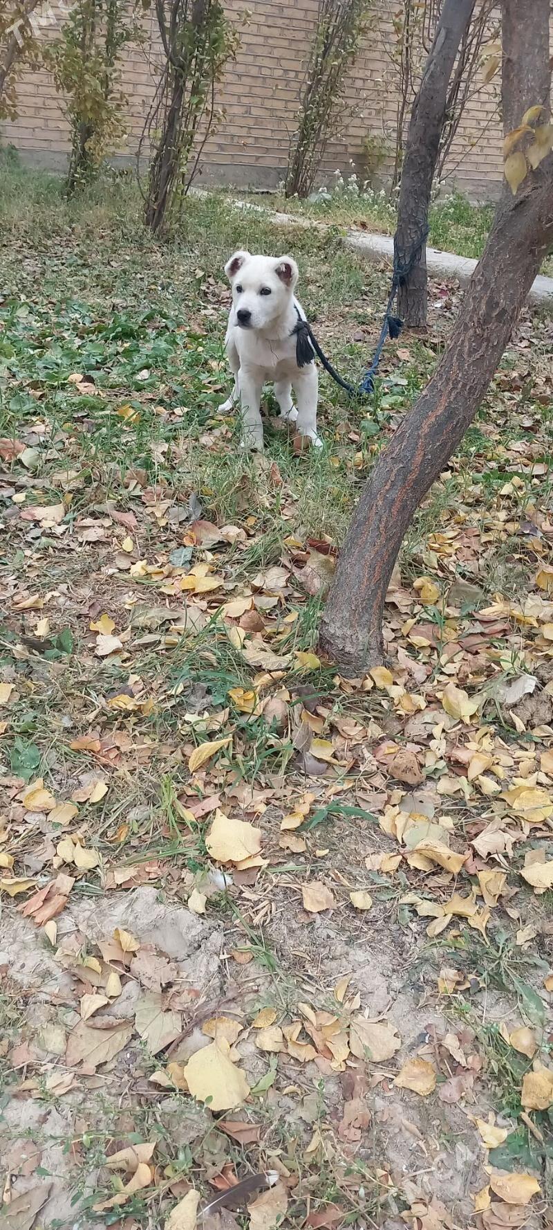 it - Кака - img 2