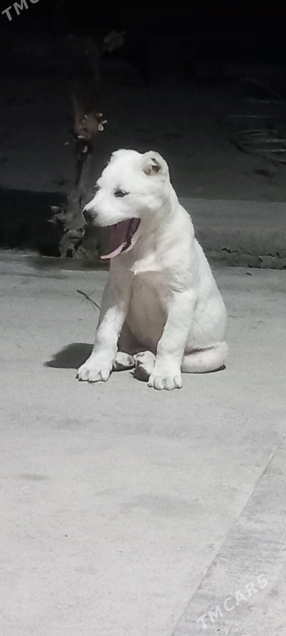 it - Кака - img 3