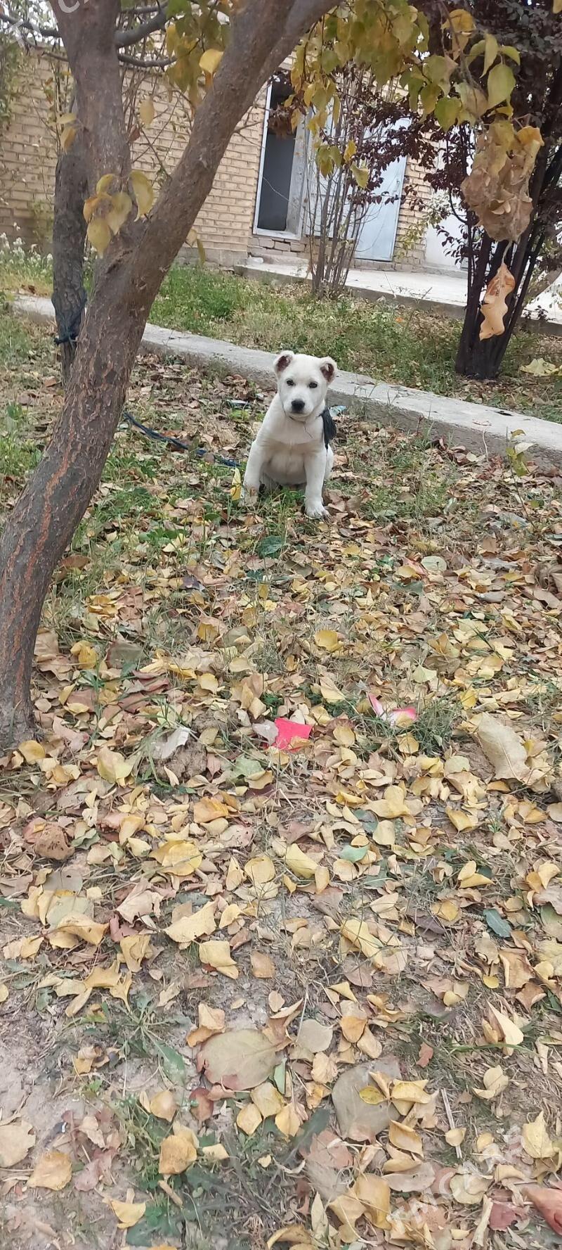 it - Кака - img 1