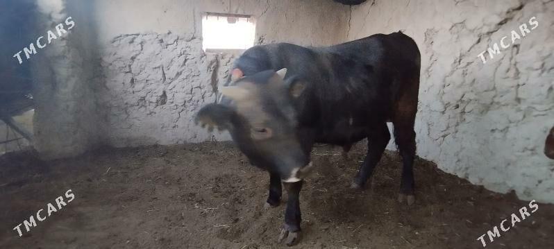 öküz soýup bolýa kg 90 manatda - Kaka - img 5