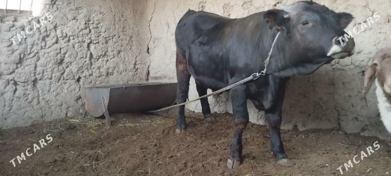 öküz soýup bolýa kg 90 manatda - Kaka - img 8