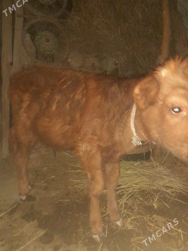 ogutçe - Şabat etr. - img 2