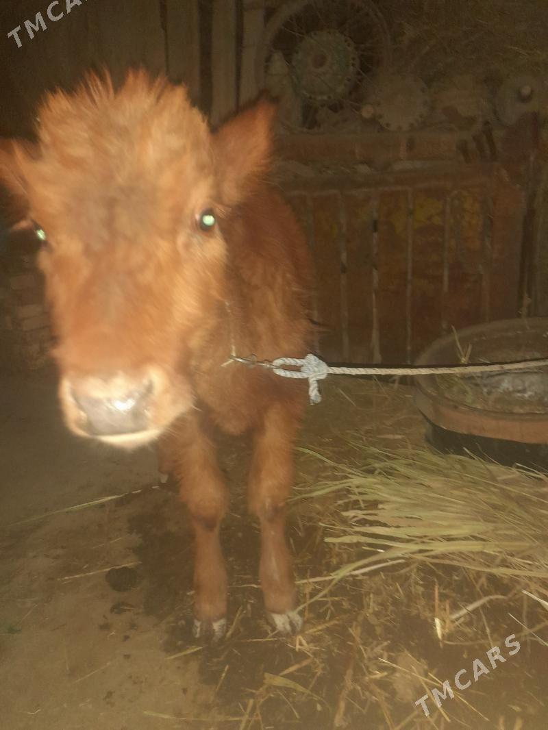 ogutçe - Şabat etr. - img 4