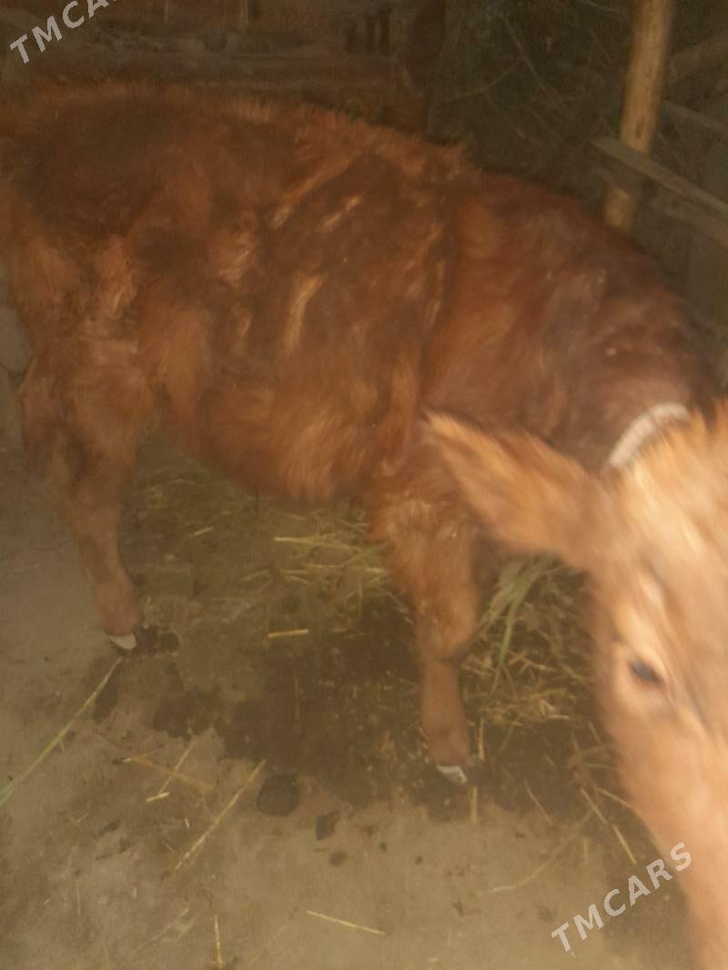 ogutçe - Şabat etr. - img 3