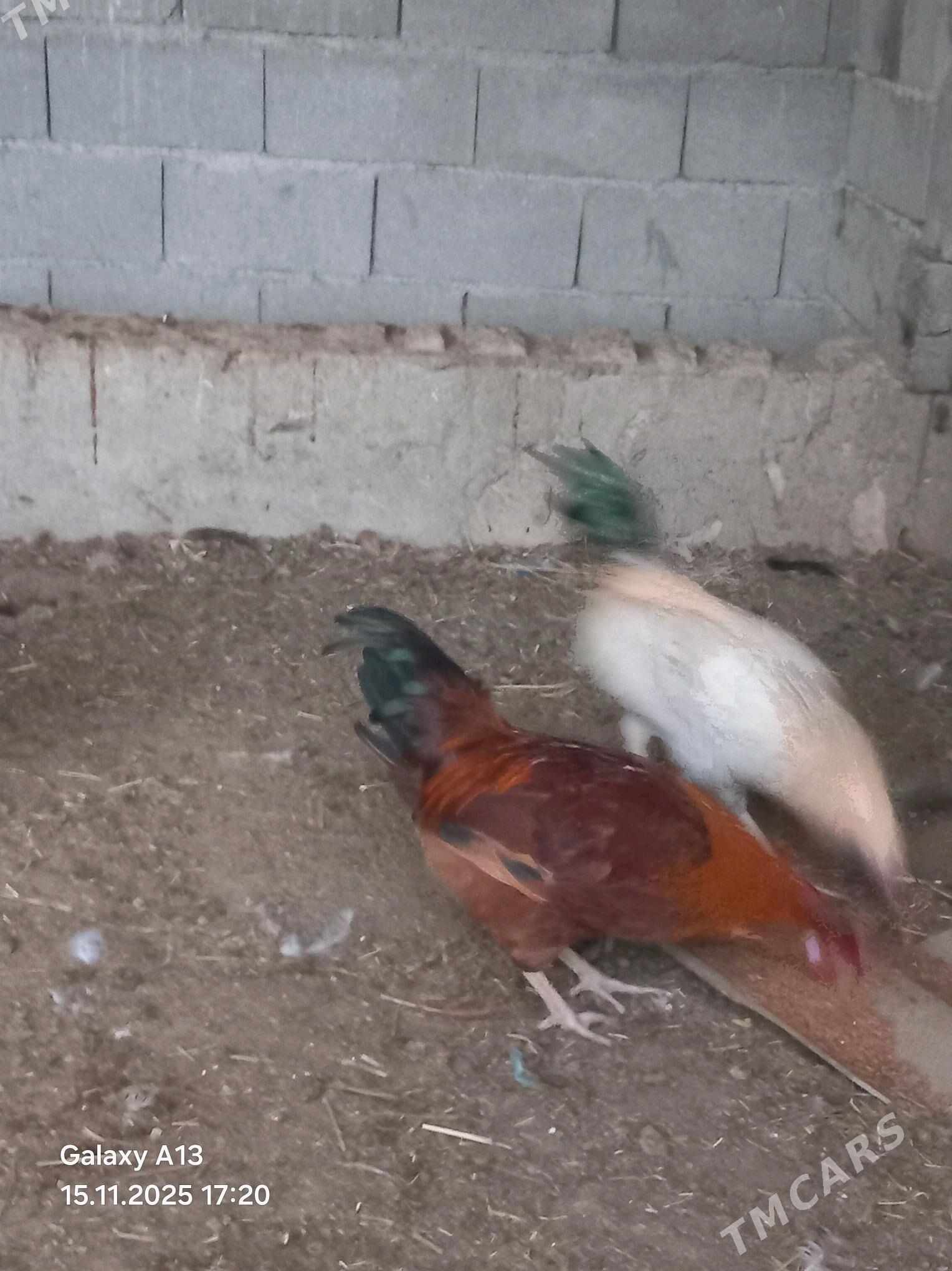 Horoz - Бахарден - img 2