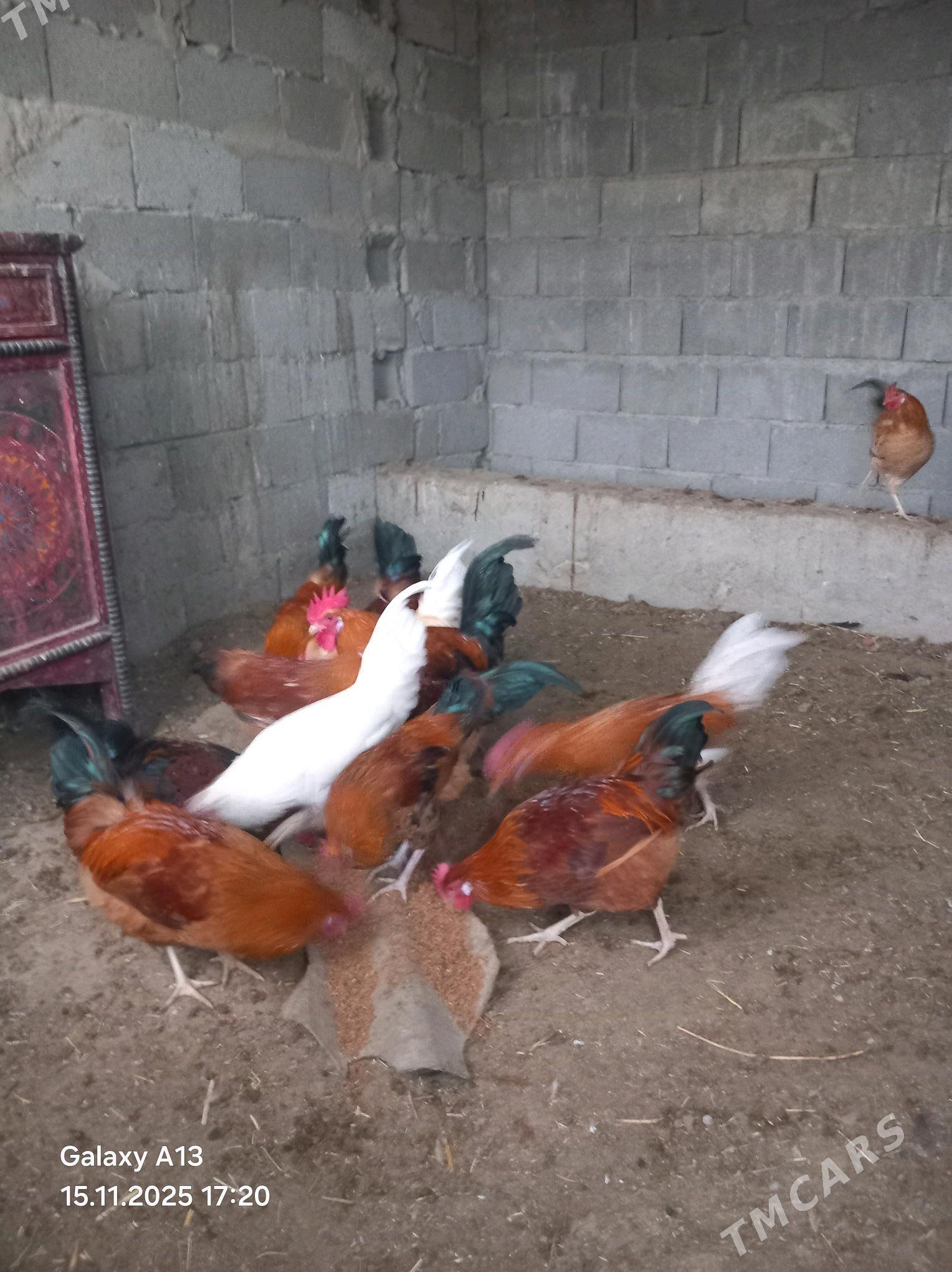 Horoz - Бахарден - img 3