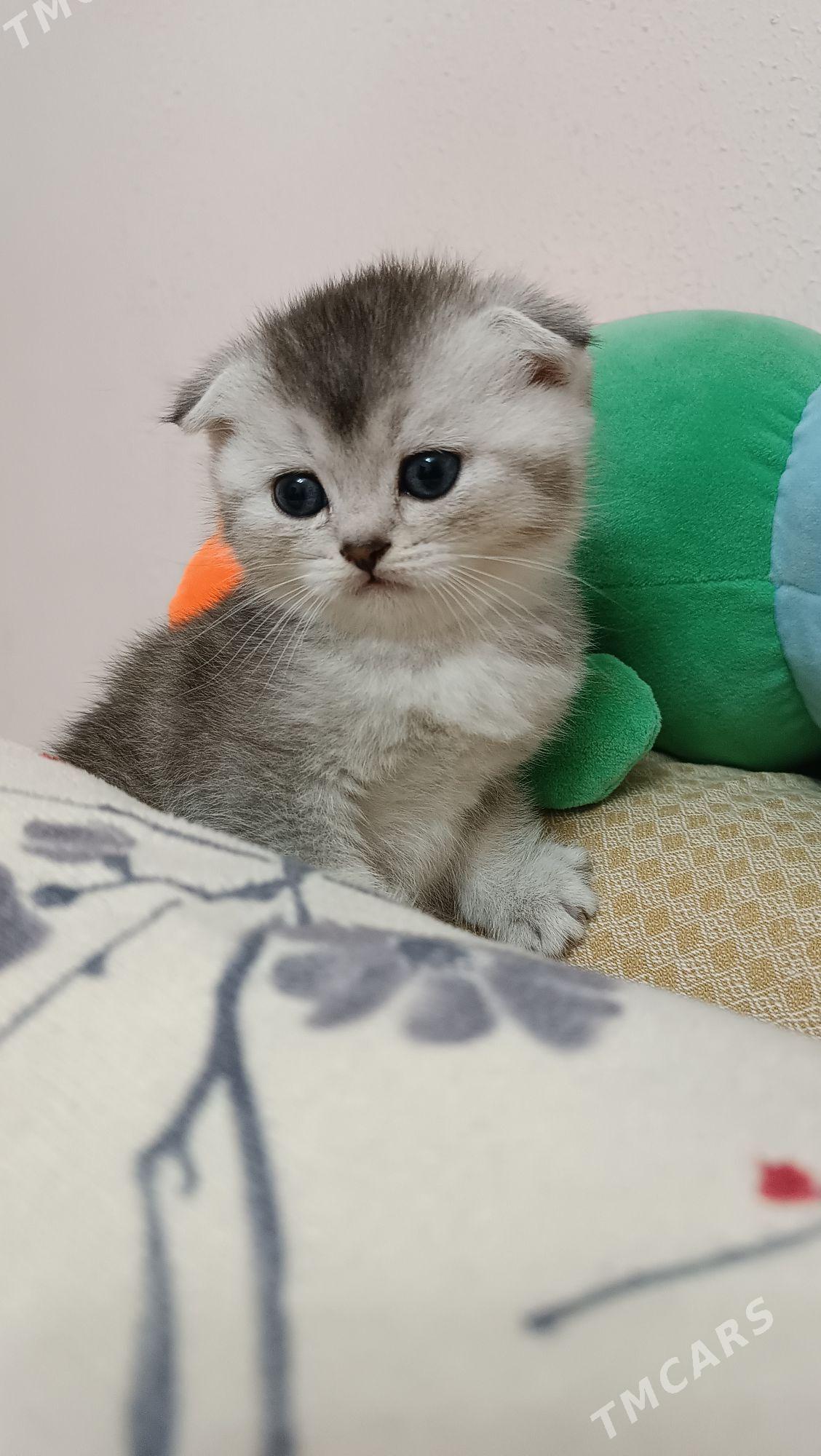 шотландская девочка - Aşgabat - img 3