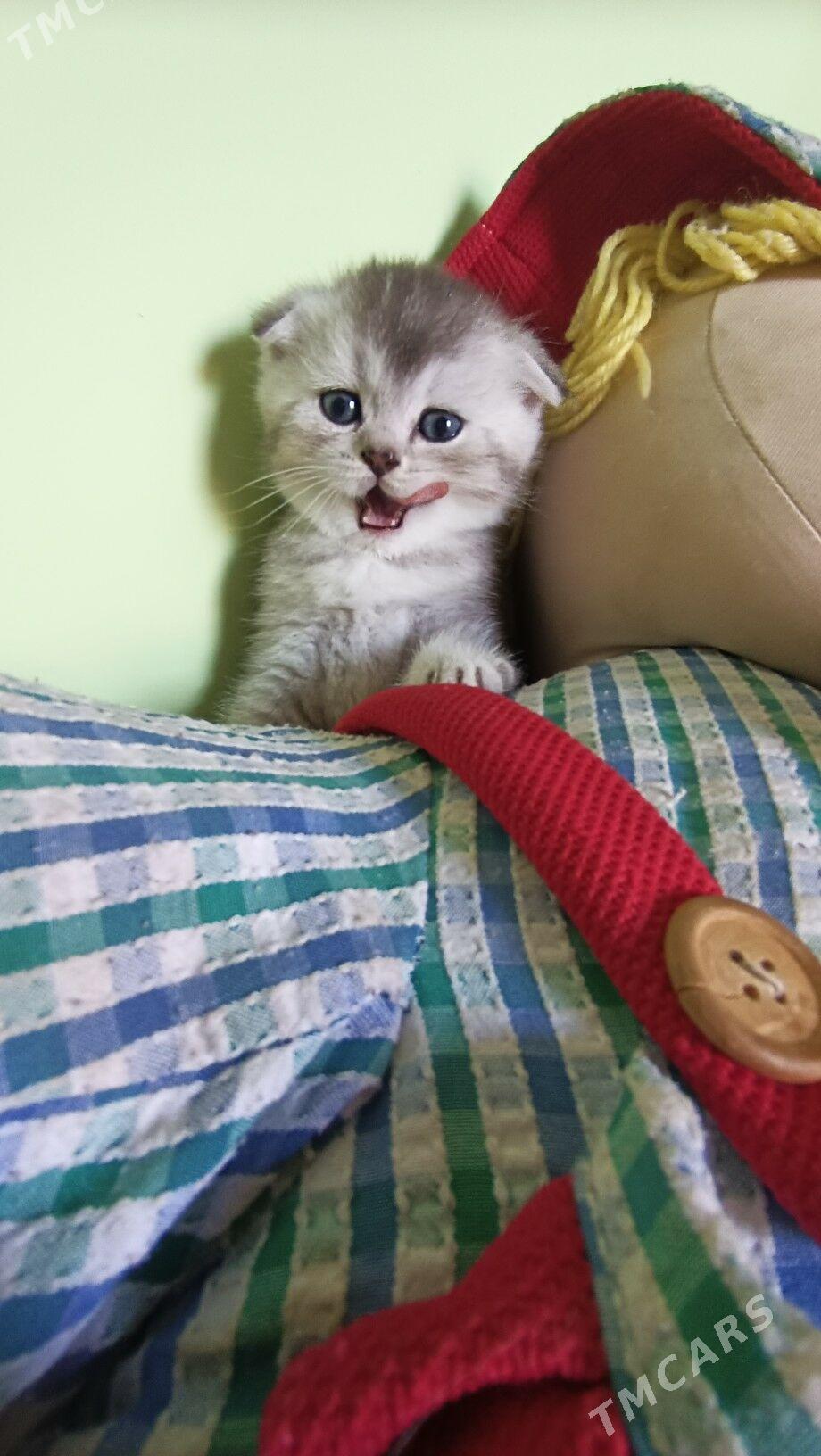 шотландская девочка - Aşgabat - img 4