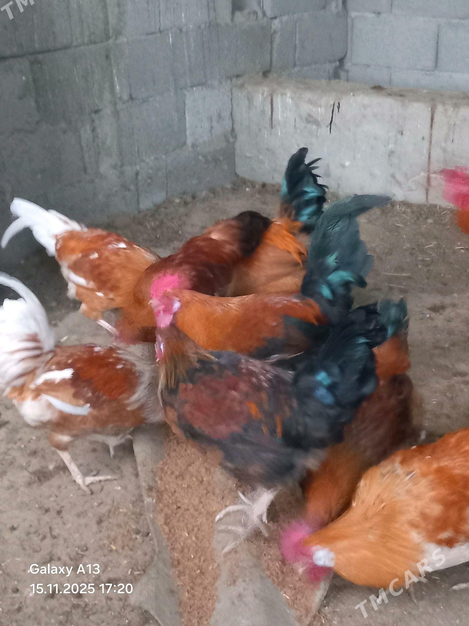 Horoz - Бахарден - img 1