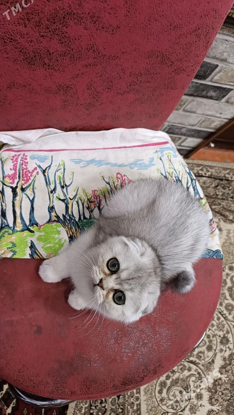 шотландская девочка - Aşgabat - img 5