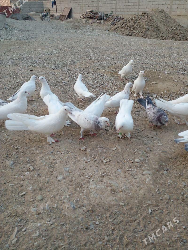 Кепдери - Бахарден - img 6