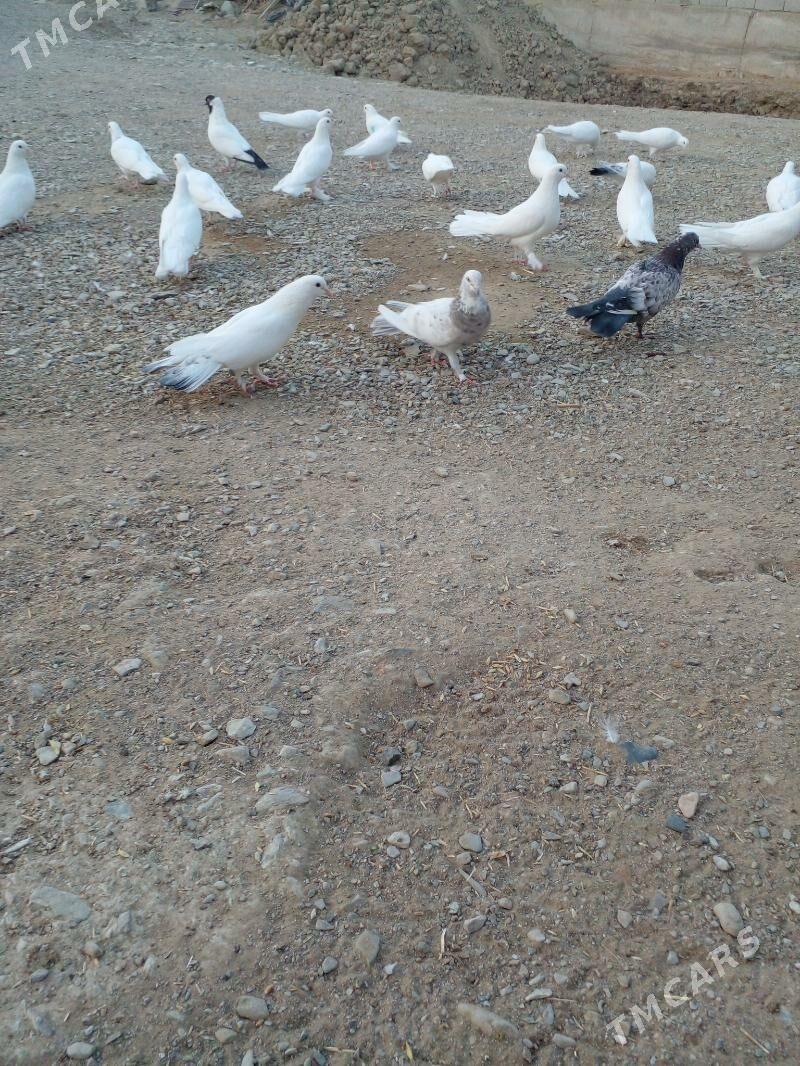 Кепдери - Бахарден - img 3