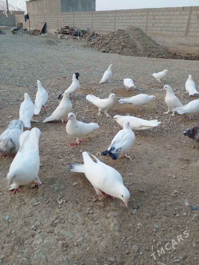 Кепдери - Бахарден - img 5