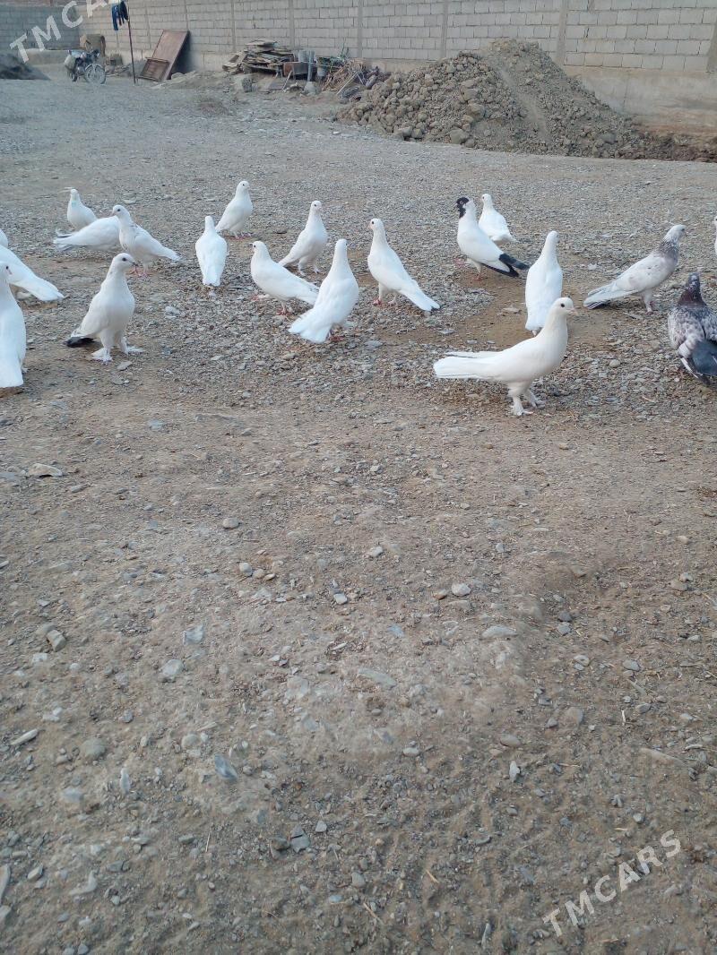 Кепдери - Бахарден - img 7