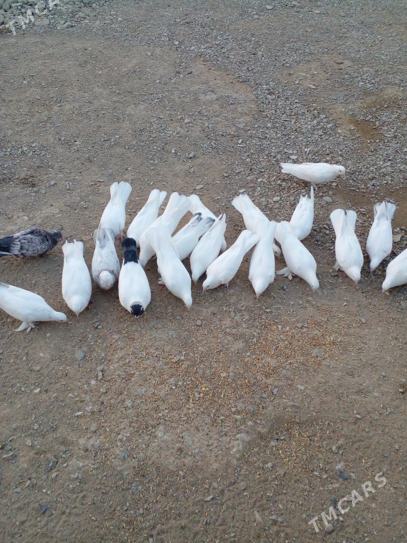 Кепдери - Бахарден - img 4