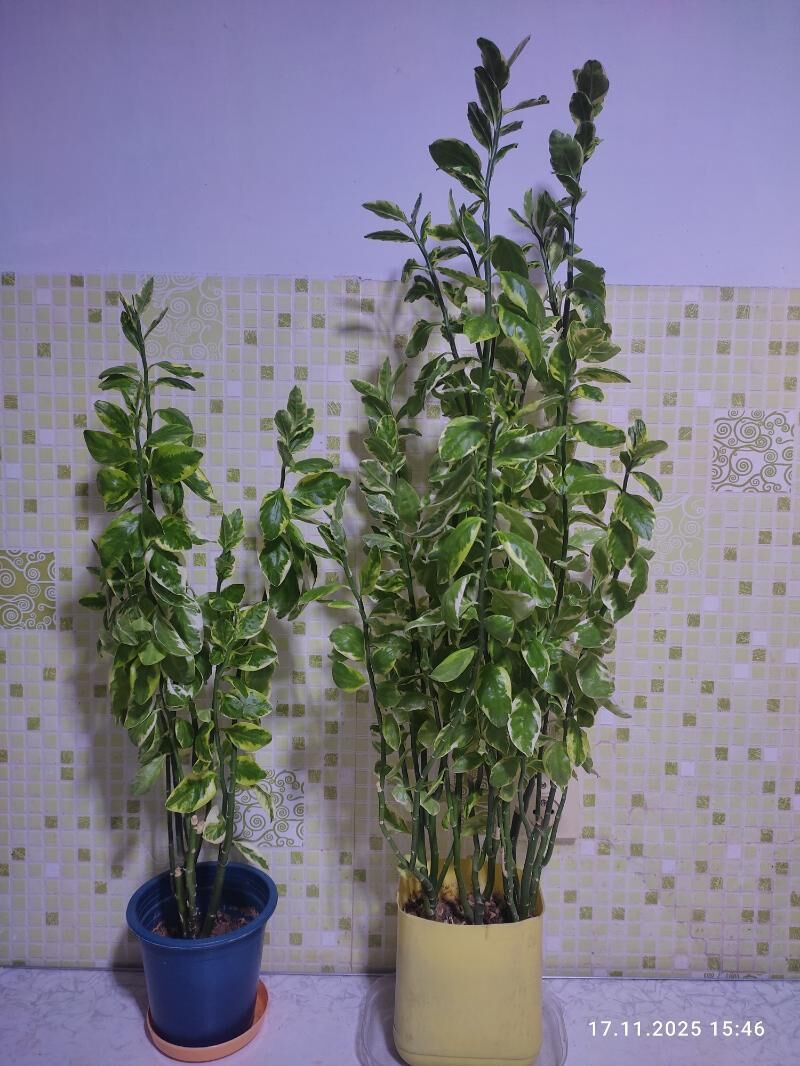 кактус - Мары - img 8