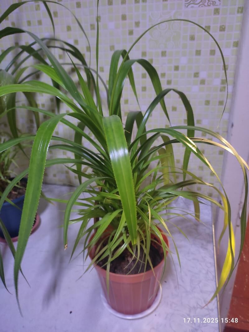 кактус - Мары - img 6