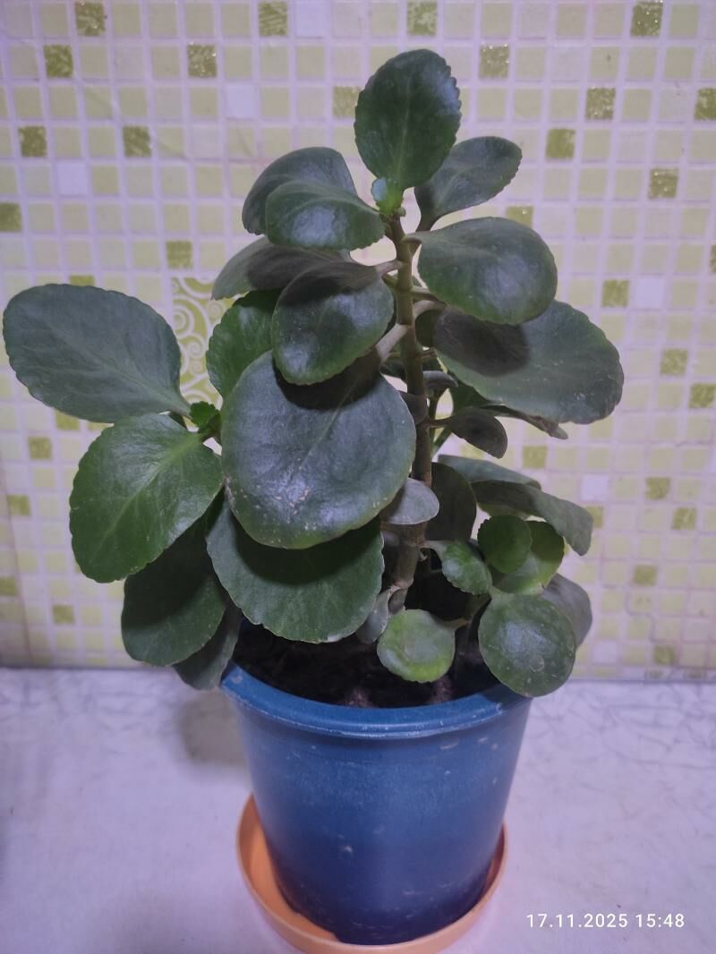 кактус - Мары - img 5