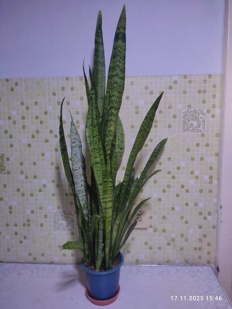 кактус - Мары - img 9