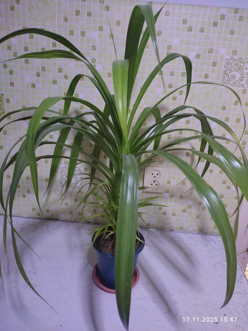 кактус - Мары - img 7