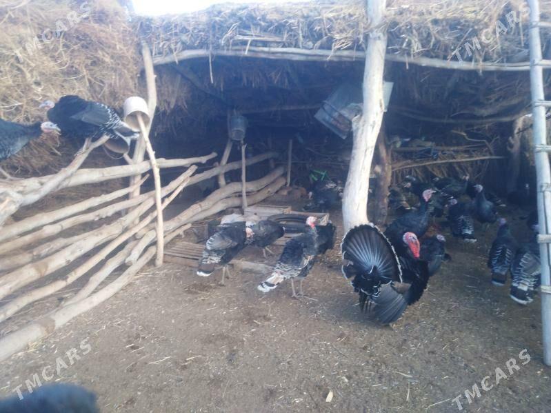 Induk 30 sany - Köneürgenç - img 4