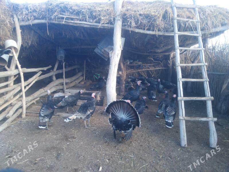 Induk 30 sany - Köneürgenç - img 5