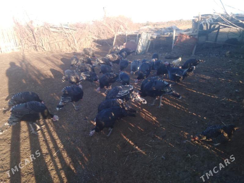 Induk 30 sany - Köneürgenç - img 3