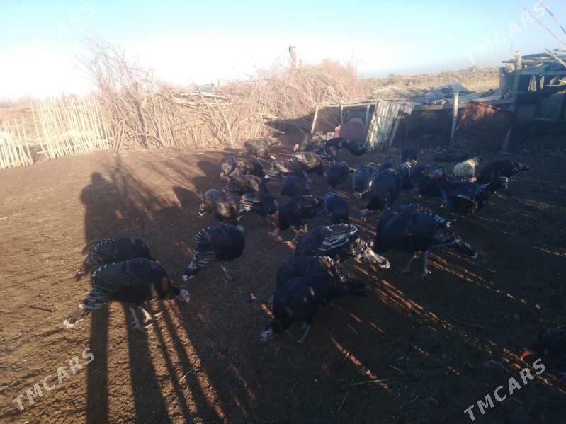 Induk 30 sany - Köneürgenç - img 2