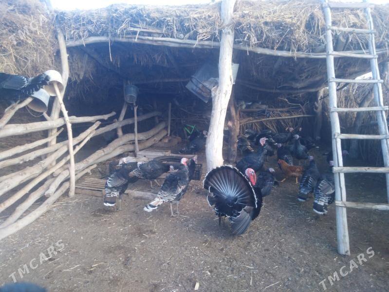 Induk 30 sany - Köneürgenç - img 6