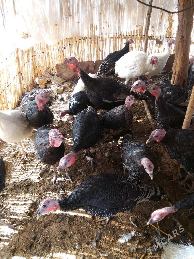 iduk - Байрамали - img 2