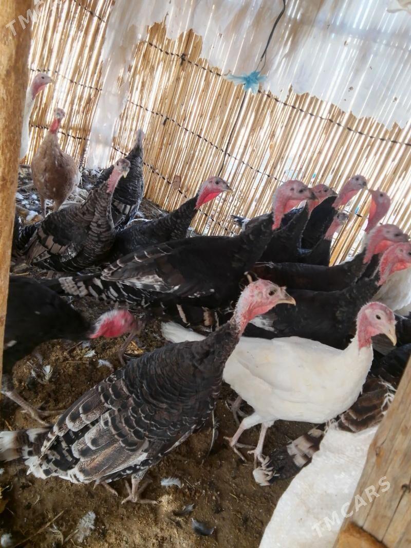 iduk - Байрамали - img 3