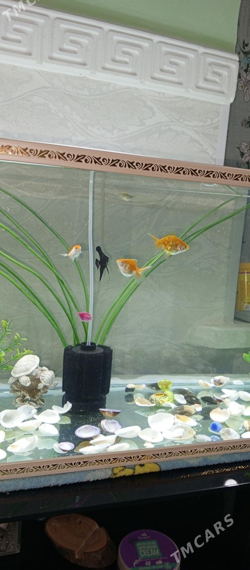 Akwaryum - Aşgabat - img 1