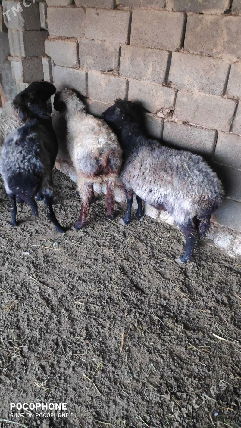 Garakol issek - Хитровка - img 2