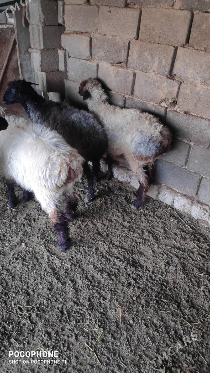 Garakol issek - Хитровка - img 3