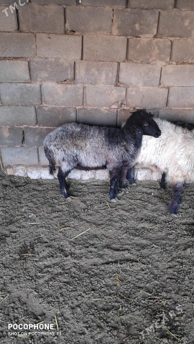 Garakol issek - Хитровка - img 8