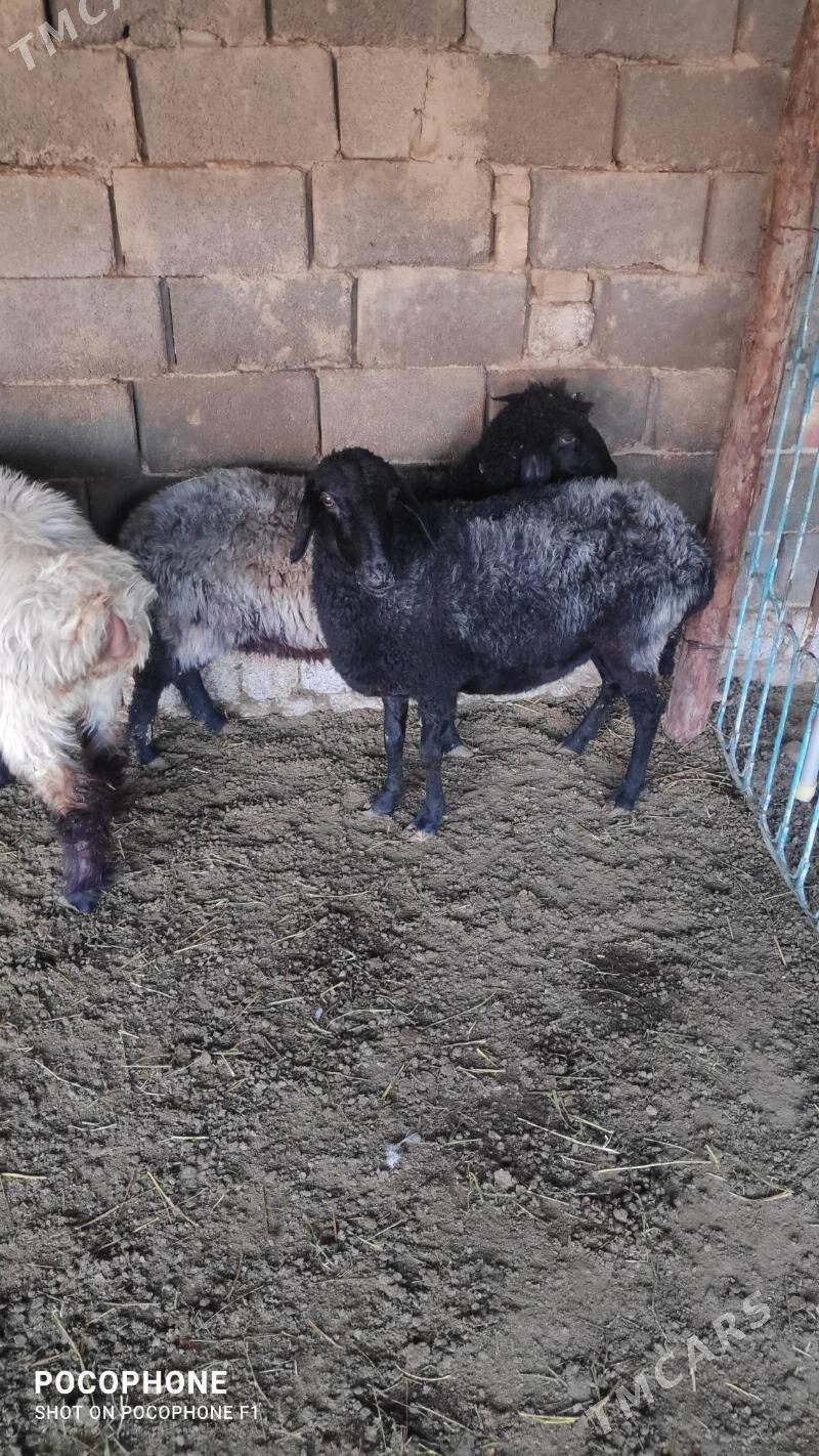 Garakol issek - Хитровка - img 6