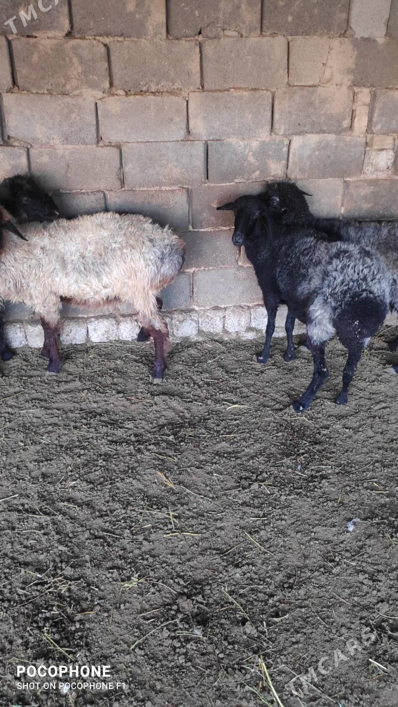 Garakol issek - Хитровка - img 7