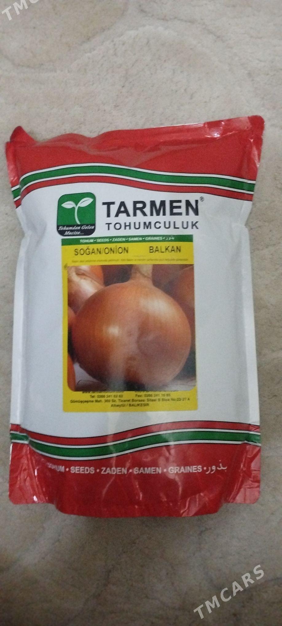 sogan tohum tarmen - Türkmenabat - img 1