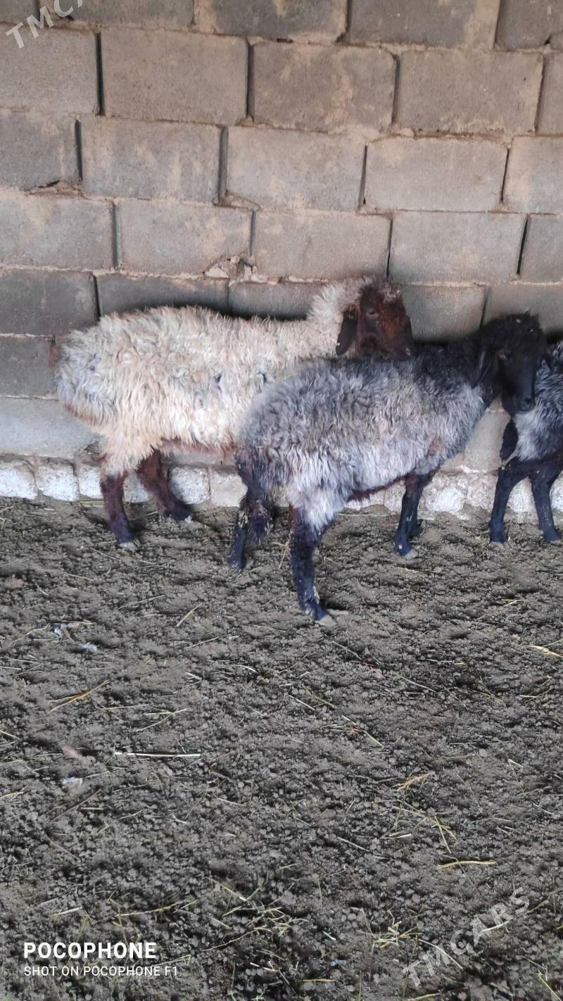 Garakol issek - Хитровка - img 5