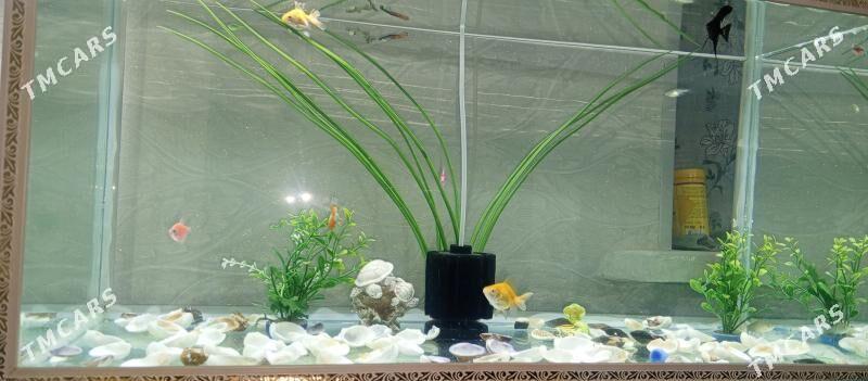 Akwaryum - Aşgabat - img 2