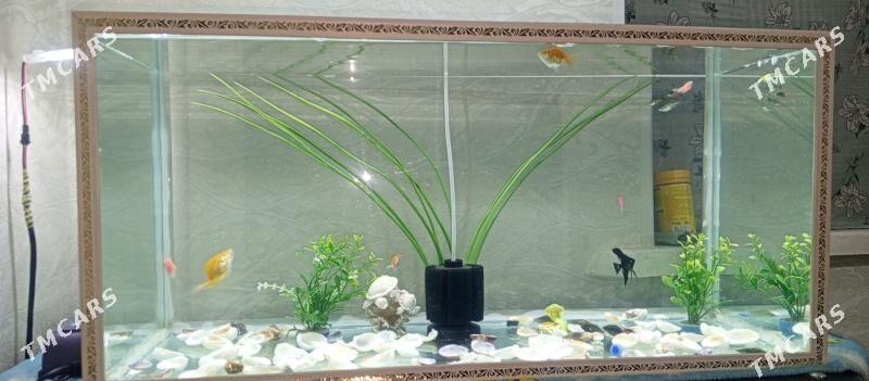 Akwaryum - Aşgabat - img 4
