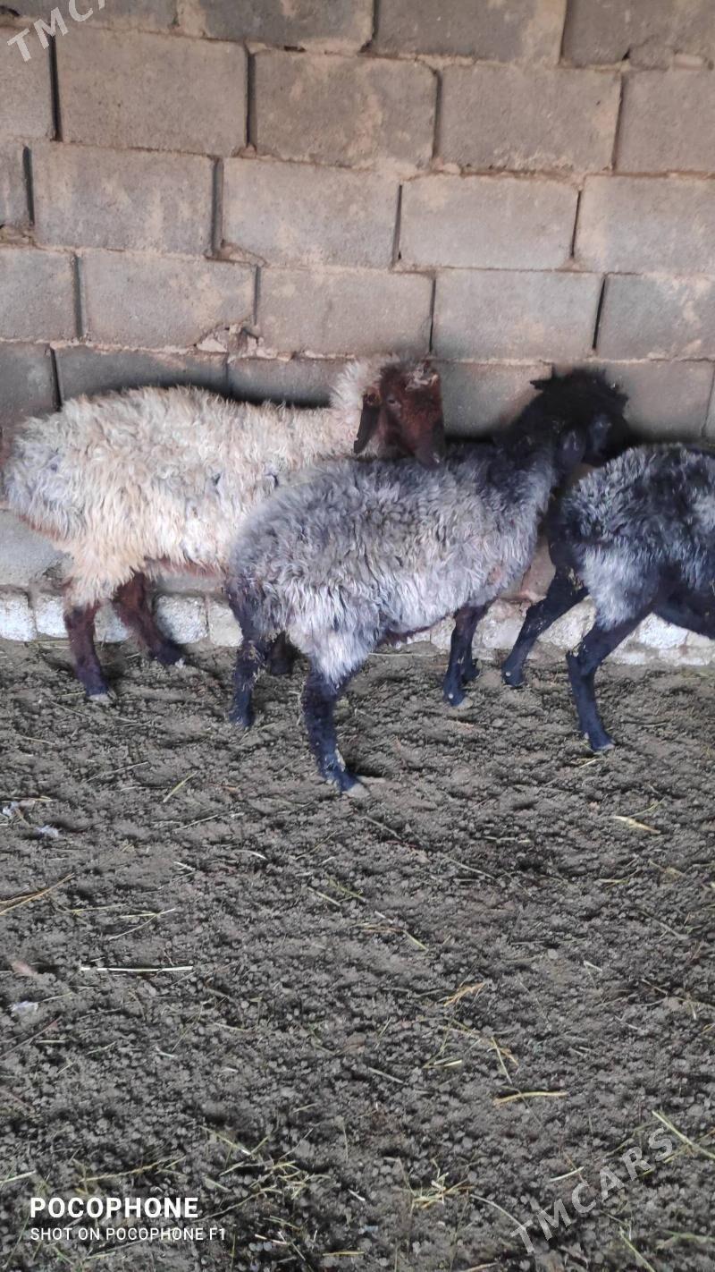 Garakol issek - Хитровка - img 4