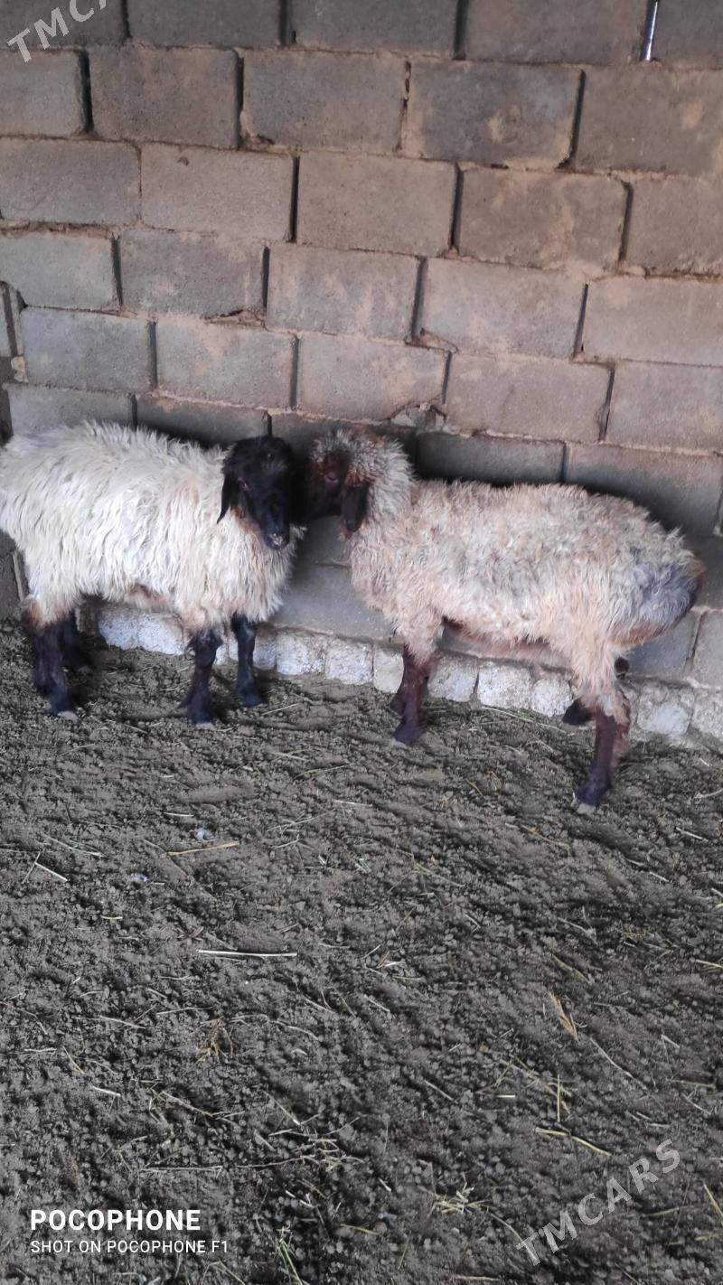 Garakol issek - Хитровка - img 9