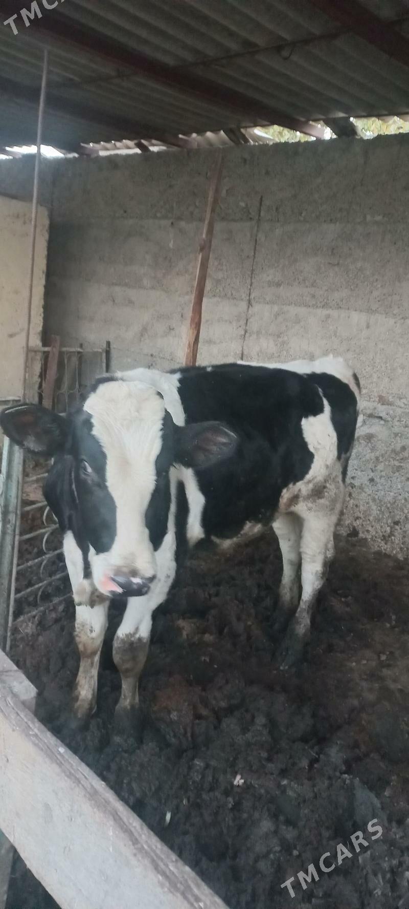 oküz - Büzmeýin - img 2