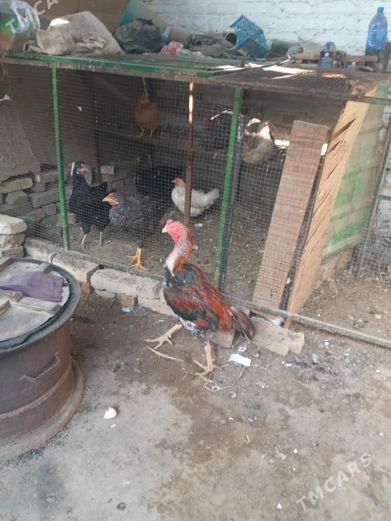 Horaz baýsowyý - Туркменабат - img 2