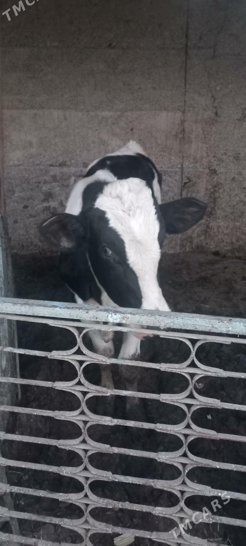 oküz - Büzmeýin - img 4