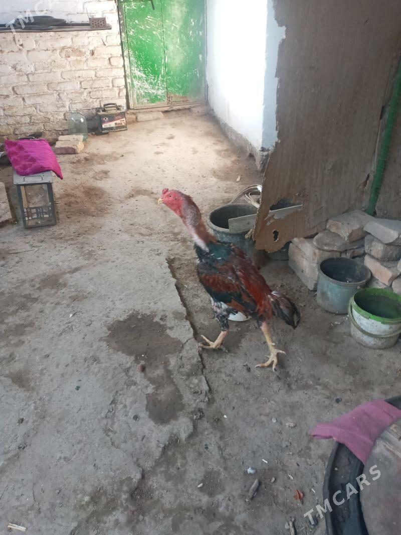 Horaz baýsowyý - Туркменабат - img 1